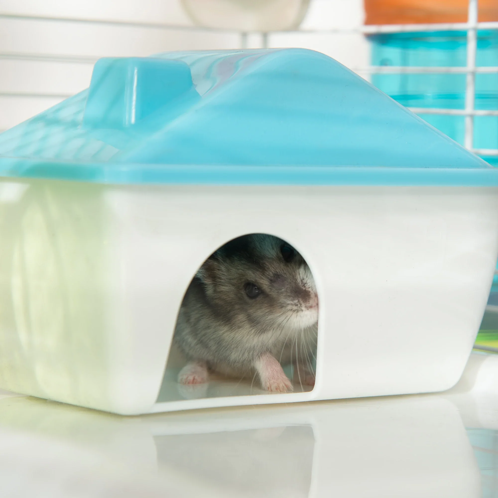 31" Large Hamster Cage, Small Animal House, Tunnel Tube System, Black - Image 10