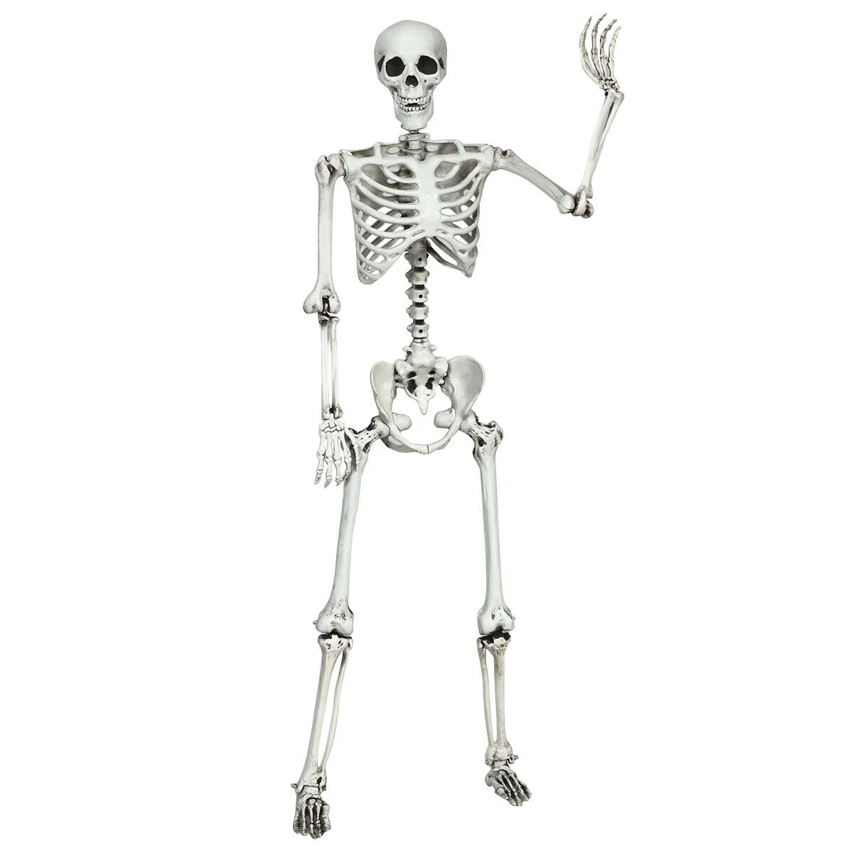 5.4 Feet Halloween Skeleton, Life Size, Realistic Full Body, White - Image 10