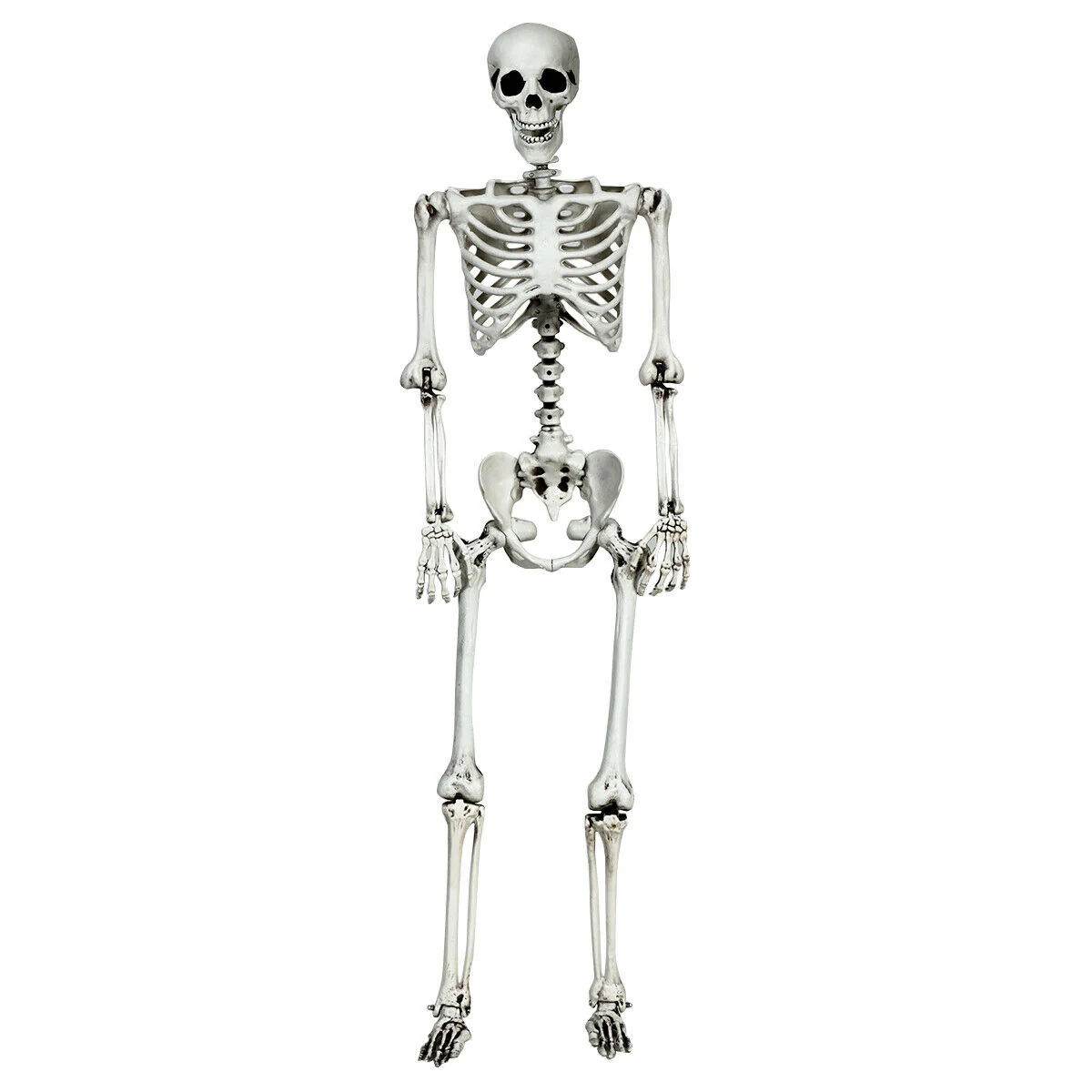 5.4 Feet Halloween Skeleton, Life Size, Realistic Full Body, White - Image 4