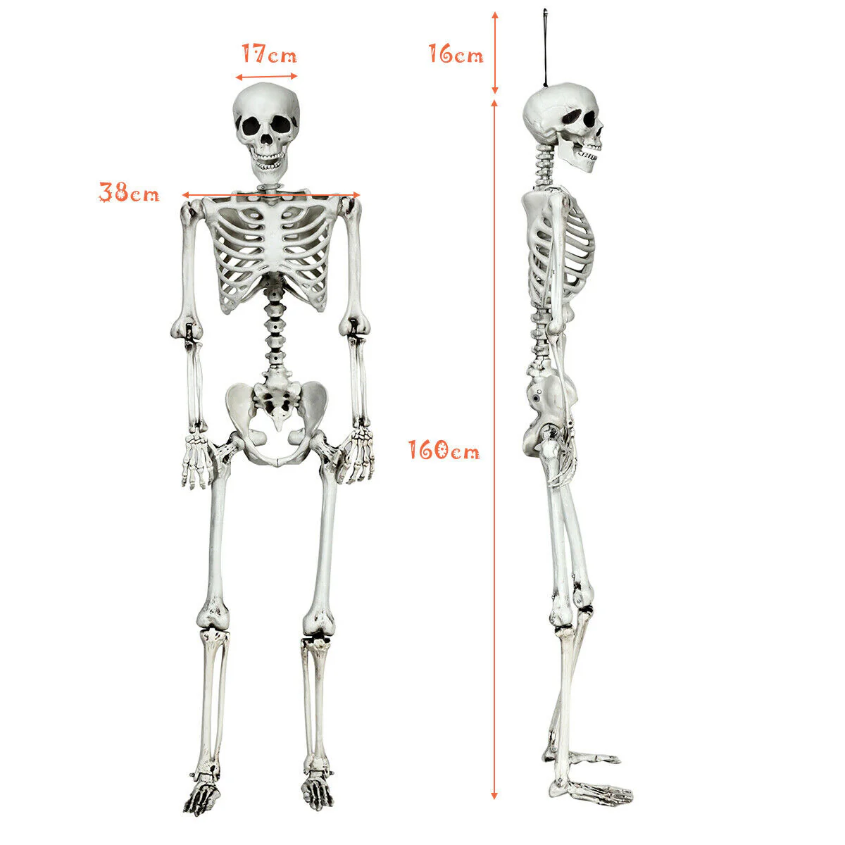 5.4 Feet Halloween Skeleton, Life Size, Realistic Full Body, White - Image 5