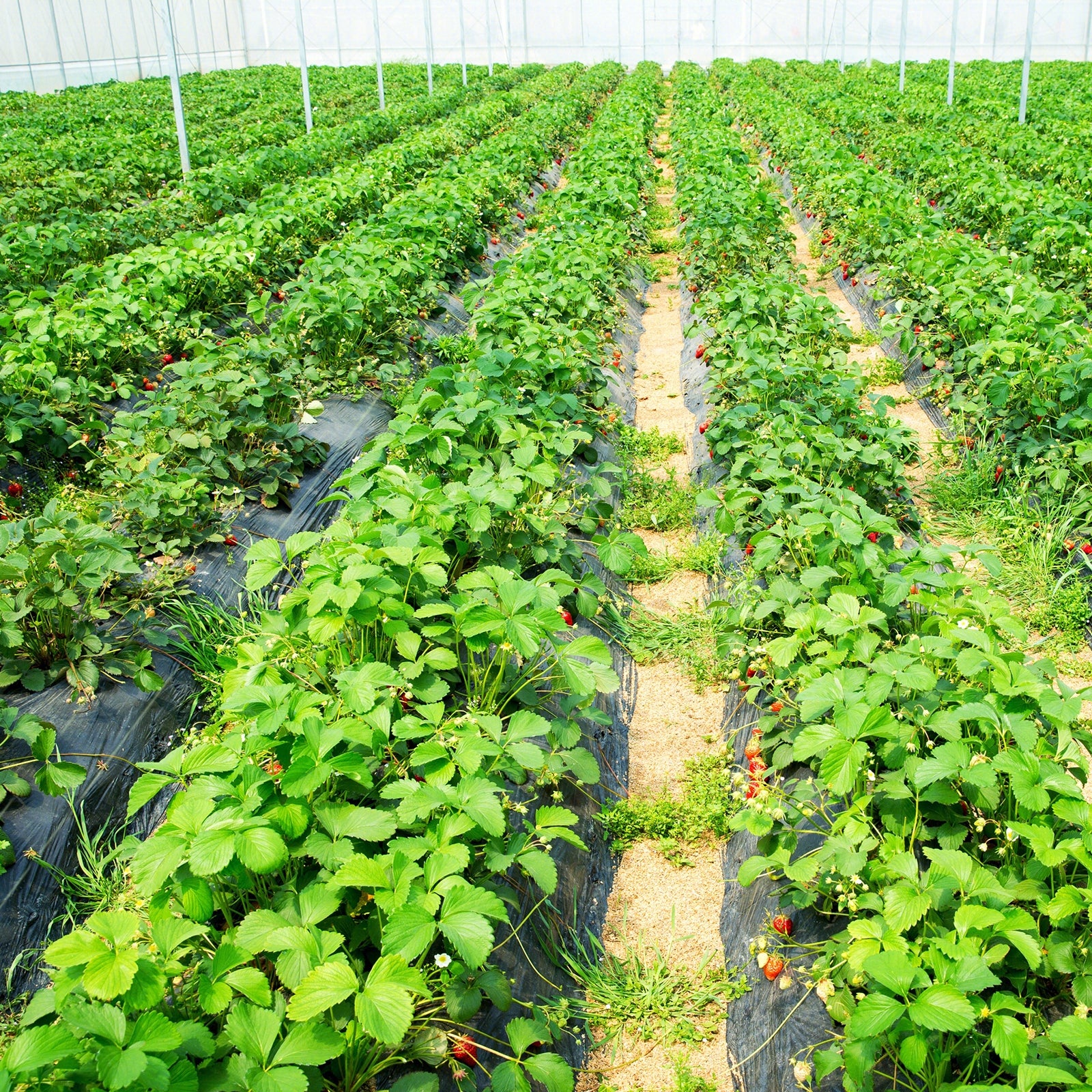 6.5 Ft Weed Barrier Landscape Fabric, 6 Ft, Black - Image 2
