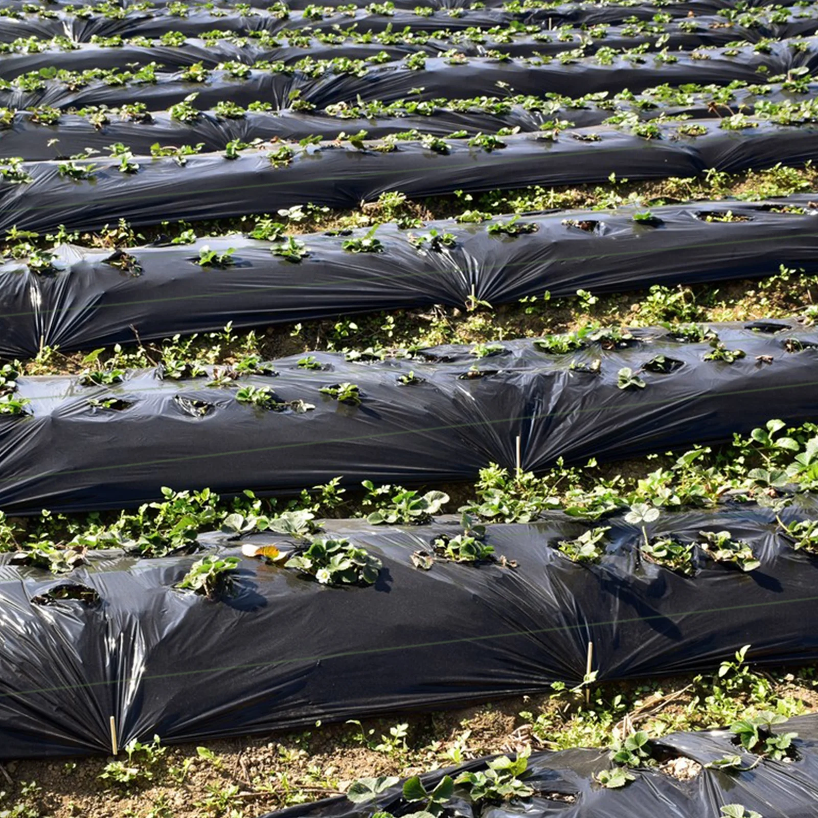 6.5 x 330/4 x 250/6 x 300 Ft Weed Barrier Landscape Fabric, 4 Ft, Black - Image 3