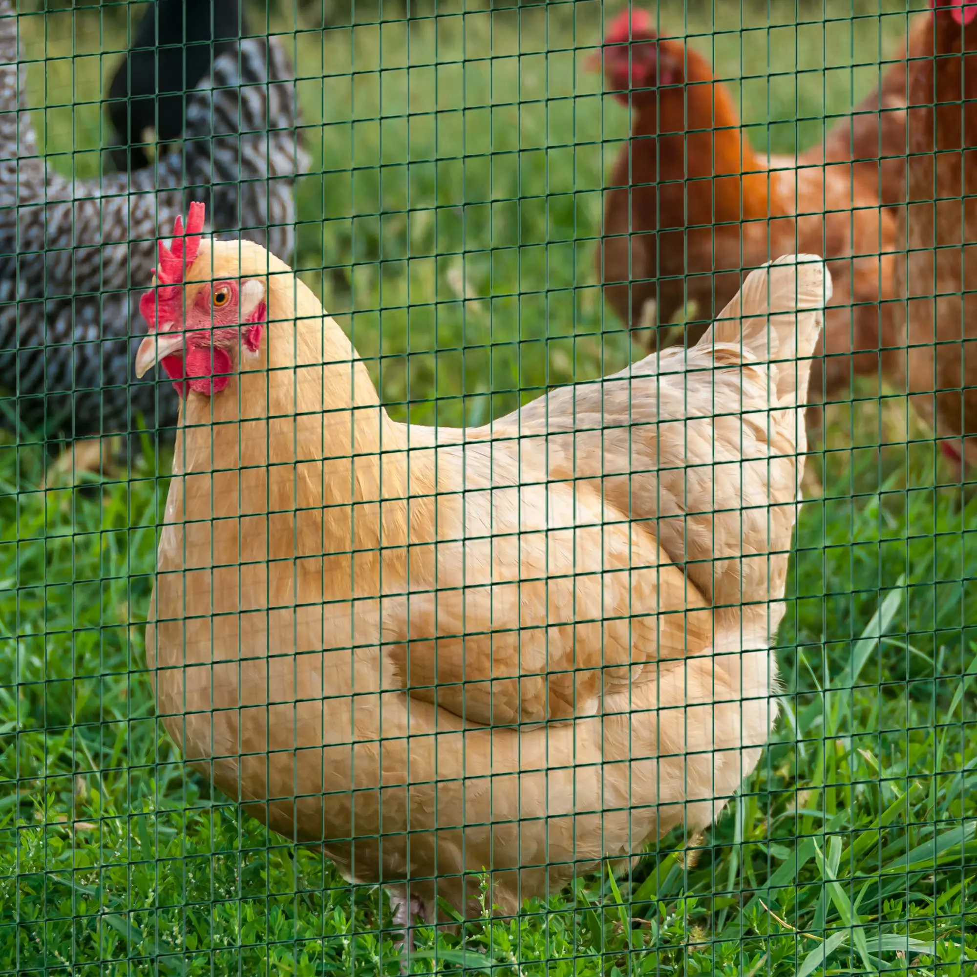 Chicken Wire Fencing 98' x 3', 1" x 0.5", Garden Poultry, Rabbit Cage, Dark Green - Image 8