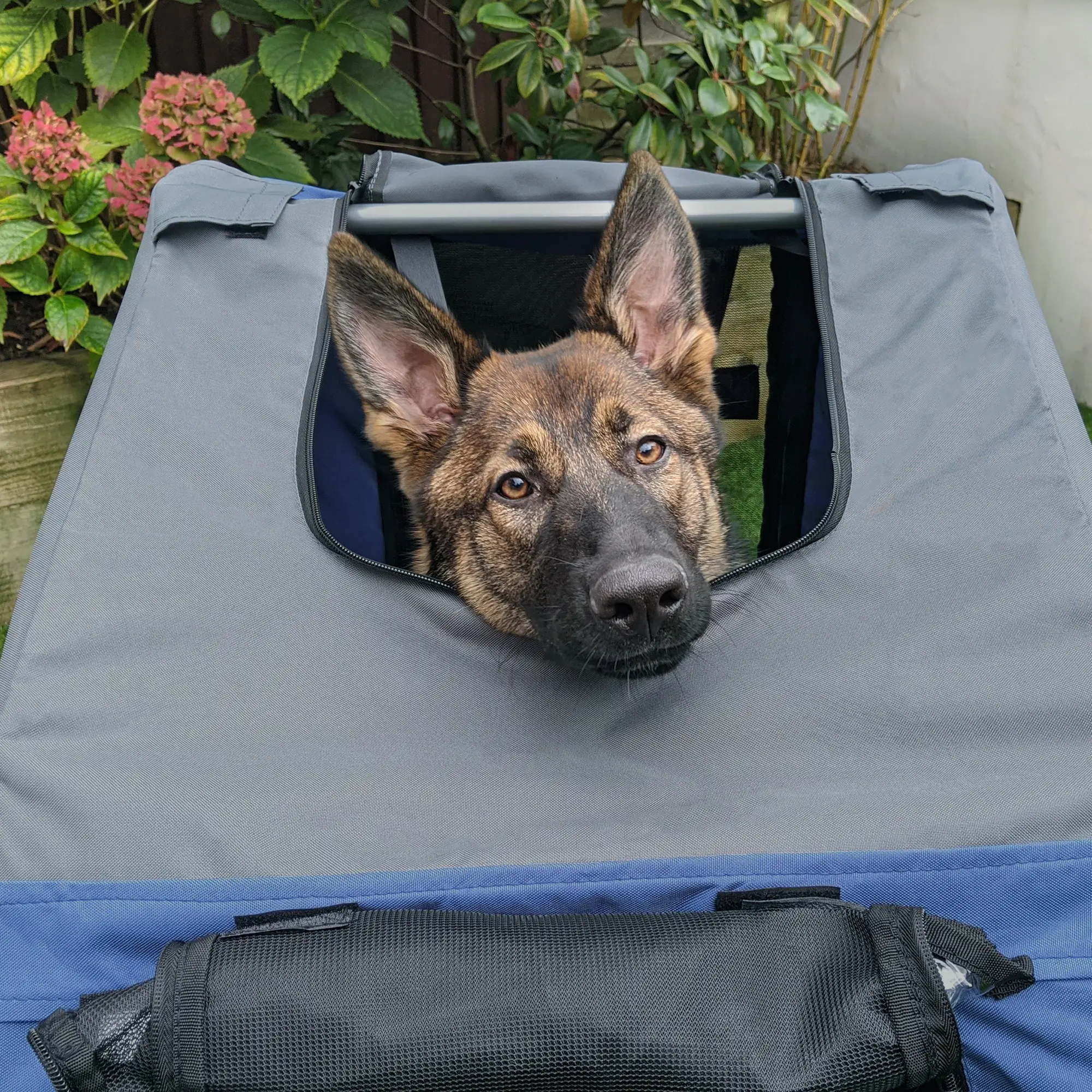Foldable Dog Bike Trailer, Pet Cargo Carrier, Blue and Grey - Image 10