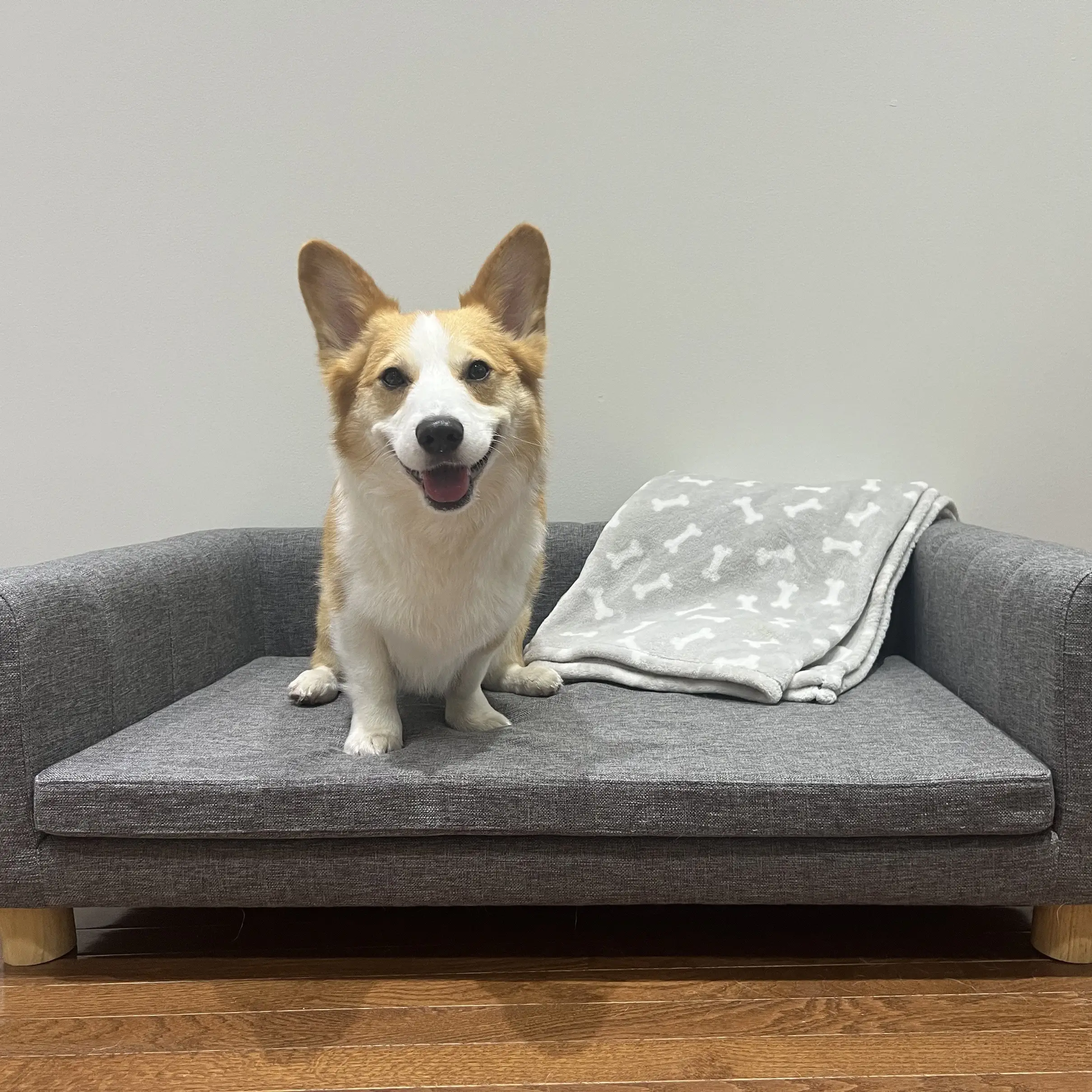 Modern Pet Sofa, Medium Large Dog Bed, Removable Cushion, Dark Grey - Image 12